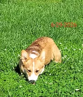 Jack, a male Pembroke Welsh Corgi for sale in Sweet Springs, MO – 9 of 9