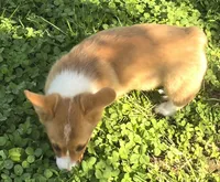 Handsome Hank, a male Pembroke Welsh Corgi for sale in Sweet Springs, MO – 7 of 7