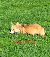 Jack, a male Pembroke Welsh Corgi for sale in Sweet Springs, MO – 6 of 9
