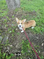 Handsome Hank, a male Pembroke Welsh Corgi for sale in Sweet Springs, MO – 2 of 2
