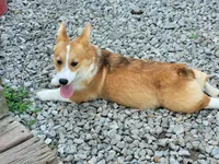 Jack, a male Pembroke Welsh Corgi for sale in Sweet Springs, MO – 8 of 9