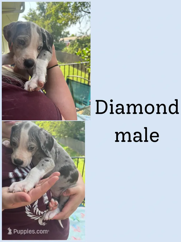 Diamond – Great Dane puppy for sale in Hermitage, TN