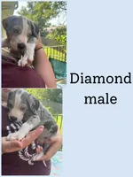 Diamond, a male Great Dane for sale in Hermitage, TN – 1 of 1