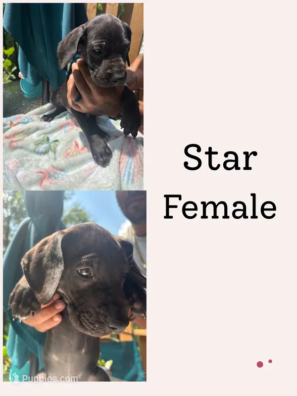 Star – Great Dane puppy for sale in Hermitage, TN