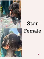 Star, a female Great Dane for sale in Hermitage, TN – 1 of 1