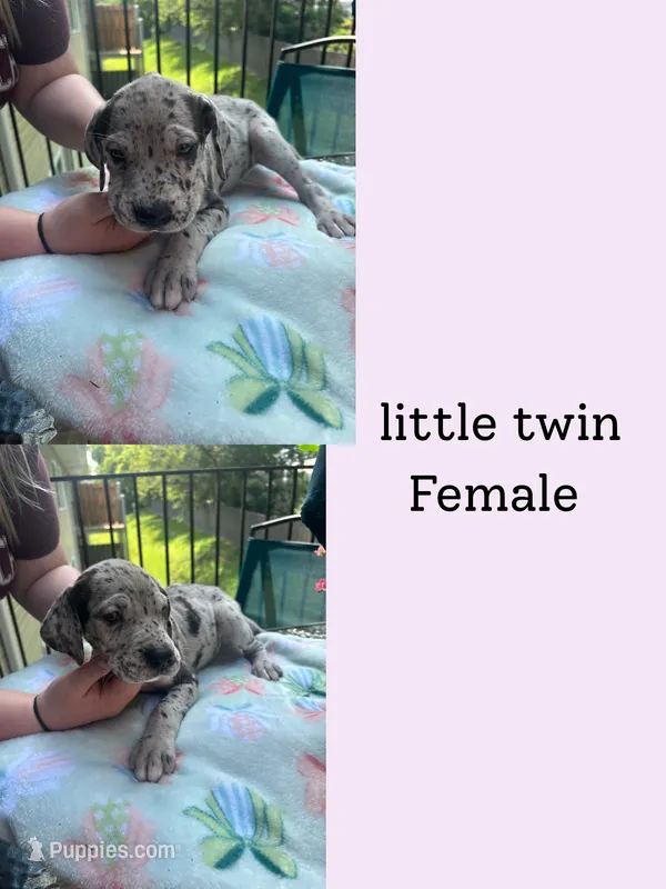 CC/little twin  – Great Dane puppy for sale in Hermitage, TN