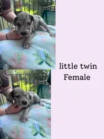 CC/little twin , a female Great Dane for sale in Hermitage, TN – 1 of 1