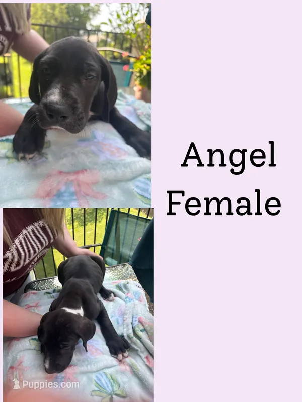 Angel – Great Dane puppy for sale in Hermitage, TN