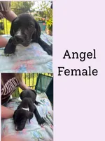 Angel, a female Great Dane for sale in Hermitage, TN – 1 of 1