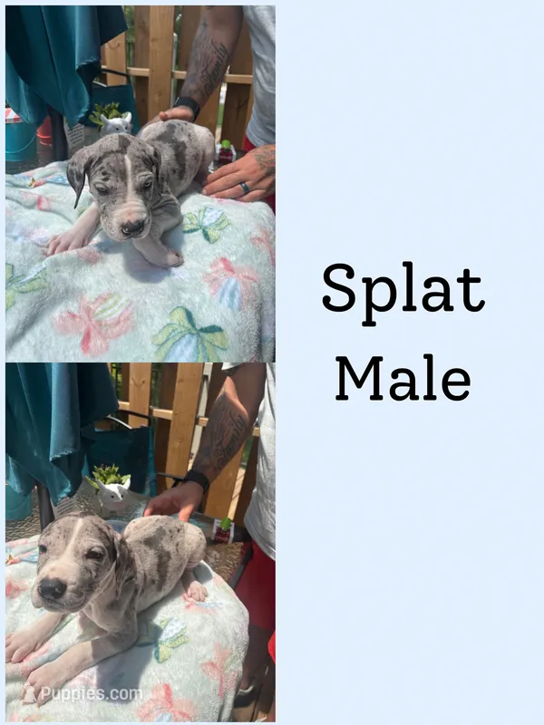 Splat – Great Dane puppy for sale in Hermitage, TN