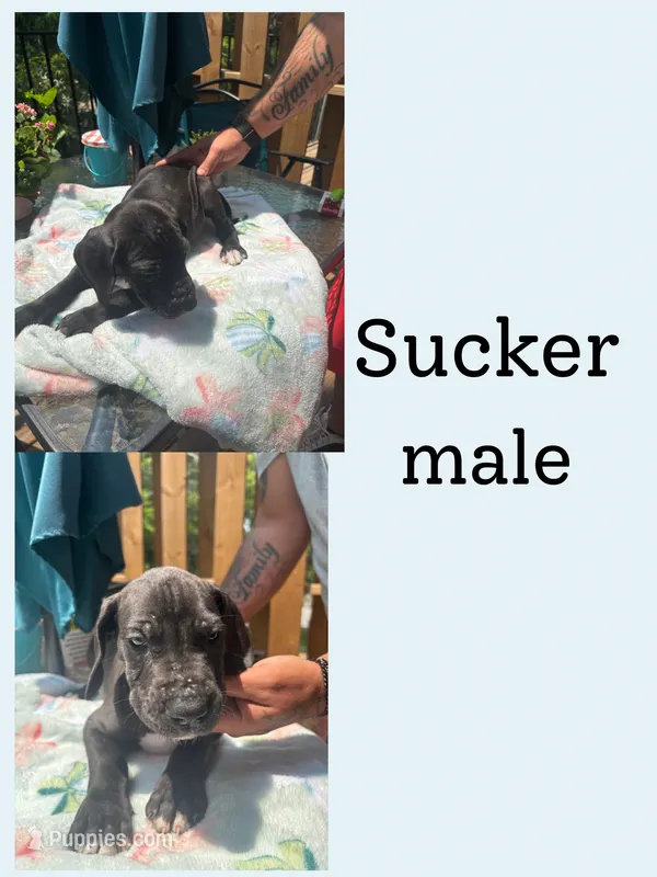 Sucker – Great Dane puppy for sale in Hermitage, TN