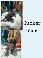 Sucker, a male Great Dane for sale in Hermitage, TN – 1 of 1