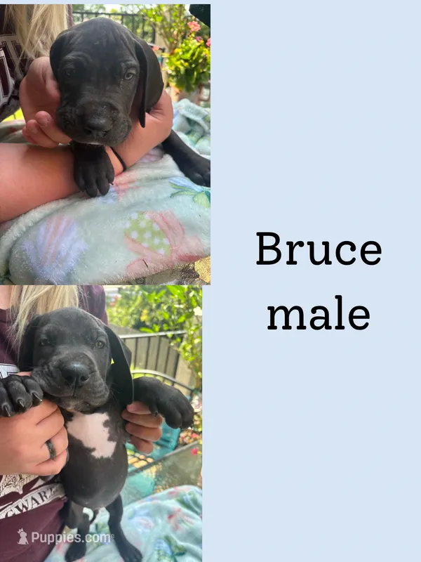 Bruce – Great Dane puppy for sale in Hermitage, TN