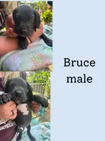 Bruce, a male Great Dane for sale in Hermitage, TN – 1 of 1