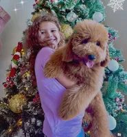 canela pink-rosado, a female Goldendoodle for sale in Miami, FL – 7 of 10