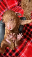 canela pink-rosado, a female Goldendoodle for sale in Miami, FL – 5 of 10