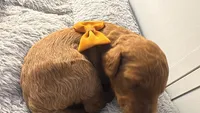canelo mostaza yellow-amarillo, a male Goldendoodle for sale in Miami, FL – 5 of 8