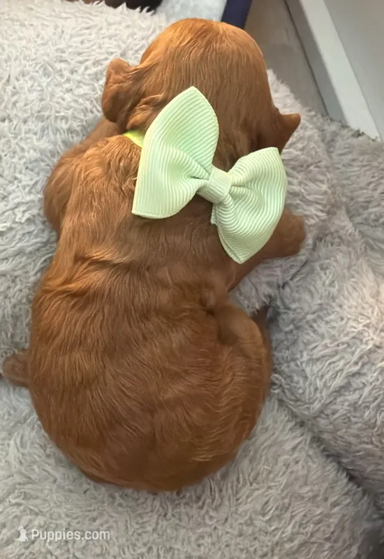 canelo green-verde – Goldendoodle puppy for sale in Miami, FL