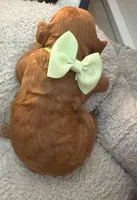 canelo green-verde, a male Goldendoodle for sale in Miami, FL – 1 of 10