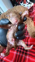 canelo green-verde, a male Goldendoodle for sale in Miami, FL – 6 of 10