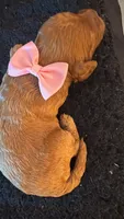 canela pink-rosado, a female Goldendoodle for sale in Miami, FL – 1 of 10