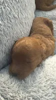 canelo beige , a male Goldendoodle for sale in Miami, FL – 5 of 8