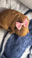 canela pink-rosado, a female Goldendoodle for sale in Miami, FL – 2 of 10