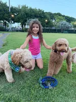 canelo azul-blue, a male Goldendoodle for sale in Miami, FL – 9 of 9