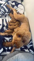 canelo azul-blue, a male Goldendoodle for sale in Miami, FL – 6 of 9