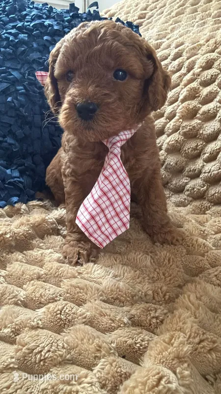 canelo dark brown-lazo marron – Goldendoodle puppy for sale in Miami, FL