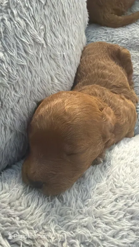 canelo azul-blue – Goldendoodle puppy for sale in Miami, FL