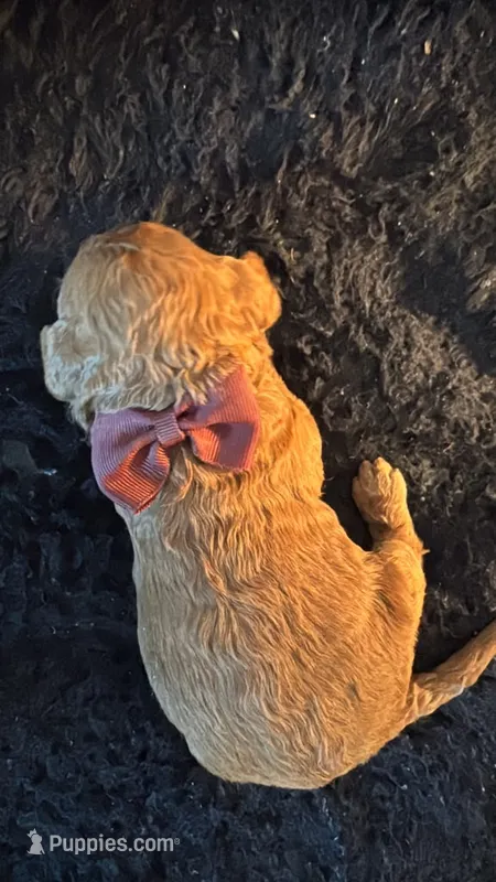 canelo dark brown-lazo marron – Goldendoodle puppy for sale in Miami, FL