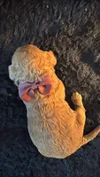 canelo dark brown-lazo marron, a male Goldendoodle for sale in Miami, FL – 1 of 10