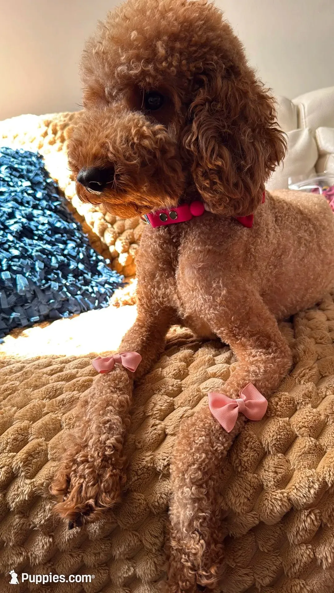 canelo dark brown-lazo marron, a male Goldendoodle for sale in Miami, FL – 10 of 10