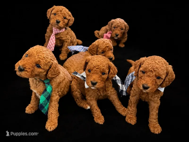 canela pink-rosado – Goldendoodle puppy for sale in Miami, FL