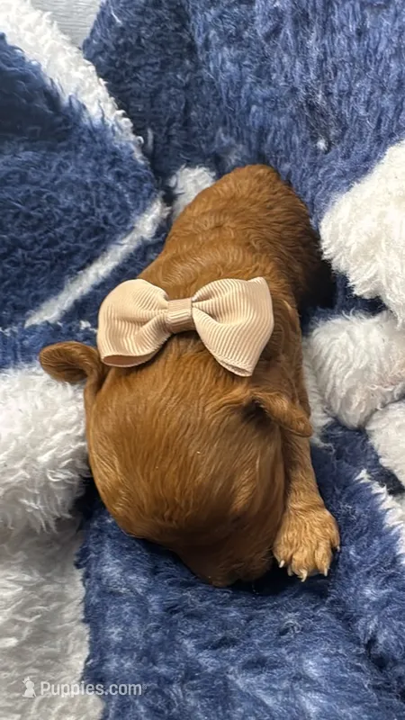 canelo beige  – Goldendoodle puppy for sale in Miami, FL
