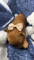 canelo beige , a male Goldendoodle for sale in Miami, FL – 1 of 8