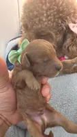 canelo green-verde, a male Goldendoodle for sale in Miami, FL – 3 of 10