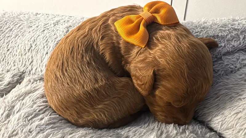 canelo mostaza yellow-amarillo – Goldendoodle puppy for sale in Miami, FL