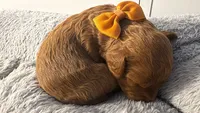 canelo mostaza yellow-amarillo, a male Goldendoodle for sale in Miami, FL – 1 of 8