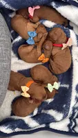 canelo green-verde, a male Goldendoodle for sale in Miami, FL – 4 of 10