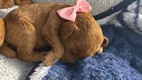 canela pink-rosado, a female Goldendoodle for sale in Miami, FL – 4 of 10