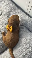 canelo mostaza yellow-amarillo, a male Goldendoodle for sale in Miami, FL – 3 of 8