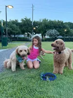 canela pink-rosado, a female Goldendoodle for sale in Miami, FL – 9 of 10