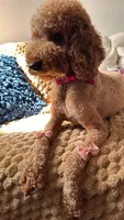 canelo green-verde, a male Goldendoodle for sale in Miami, FL – 8 of 10