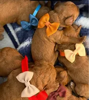 canelo beige , a male Goldendoodle for sale in Miami, FL – 6 of 8