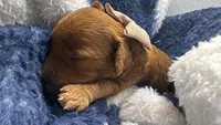 canelo beige , a male Goldendoodle for sale in Miami, FL – 3 of 8