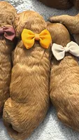 canelo mostaza yellow-amarillo, a male Goldendoodle for sale in Miami, FL – 4 of 8