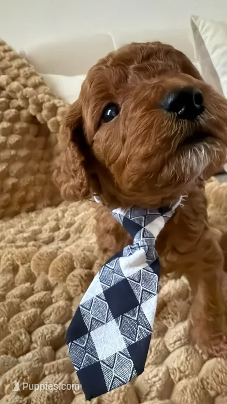 canelo mostaza yellow-amarillo – Goldendoodle puppy for sale in Miami, FL