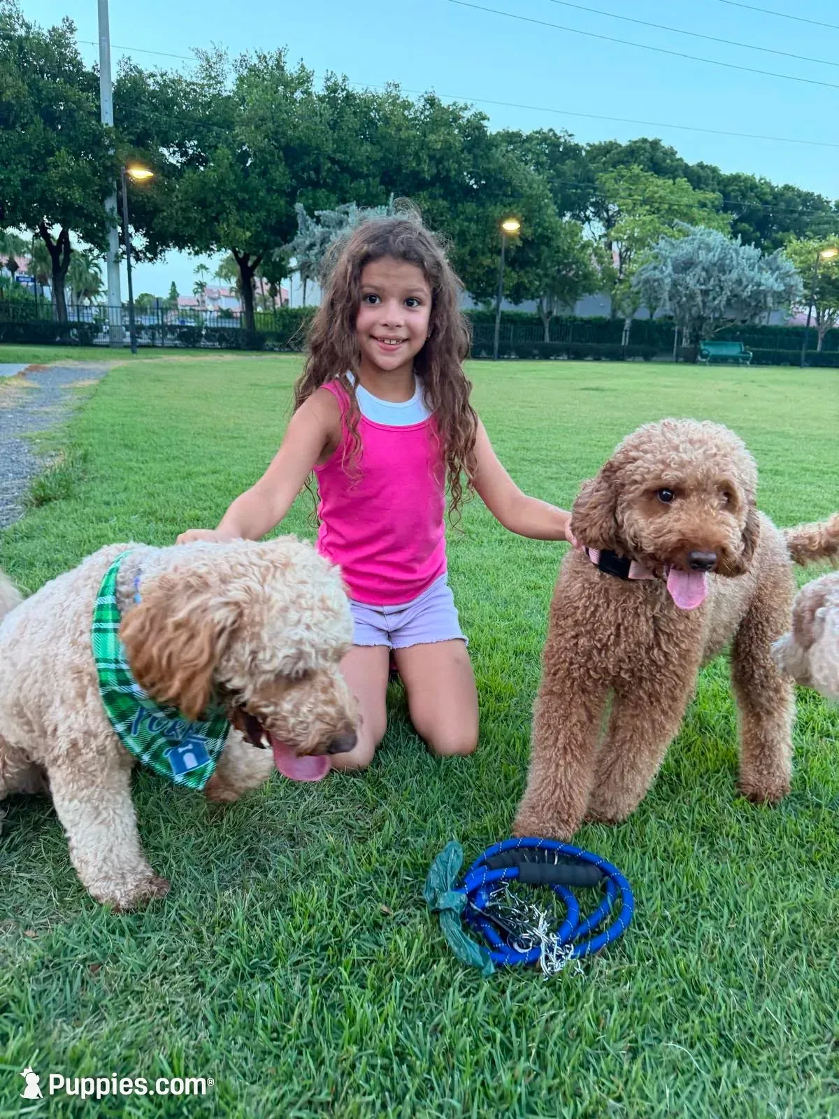 canelo dark brown-lazo marron, a male Goldendoodle for sale in Miami, FL – 7 of 10